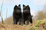 SCHIPPERKE 355